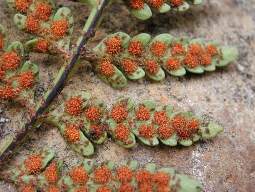 Polypodiaceae Pleopeltis murorum