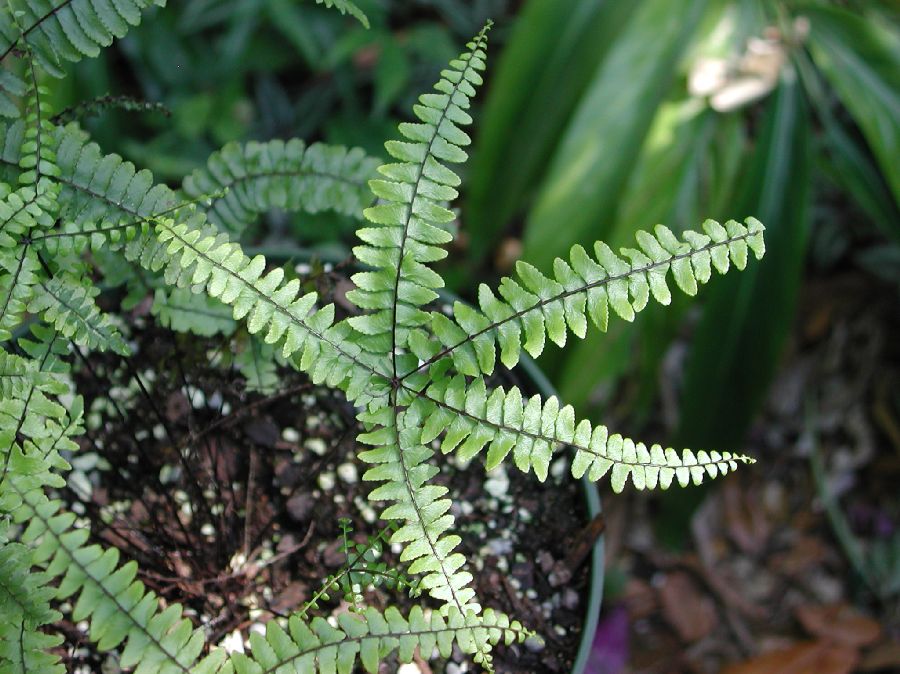Pteridaceae Adiantopsis radiata