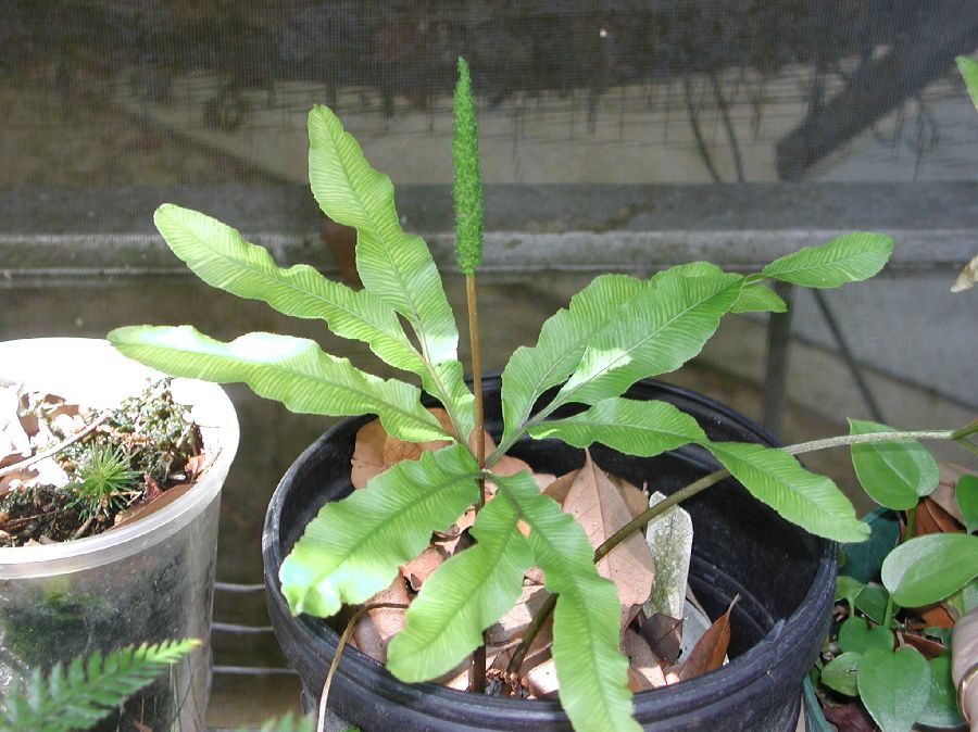 Ophioglossaceae Helminthostachys zeylanica