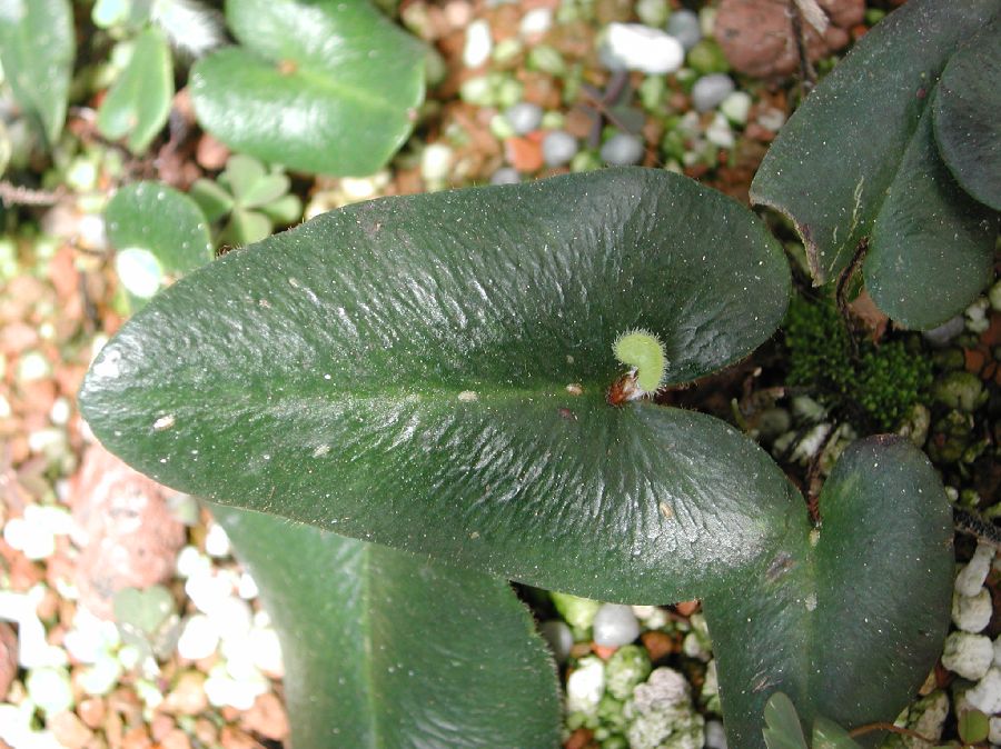 Pteridaceae Hemionitis arifolia