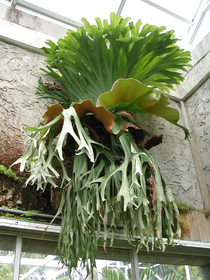 Polypodiaceae Platycerium grande