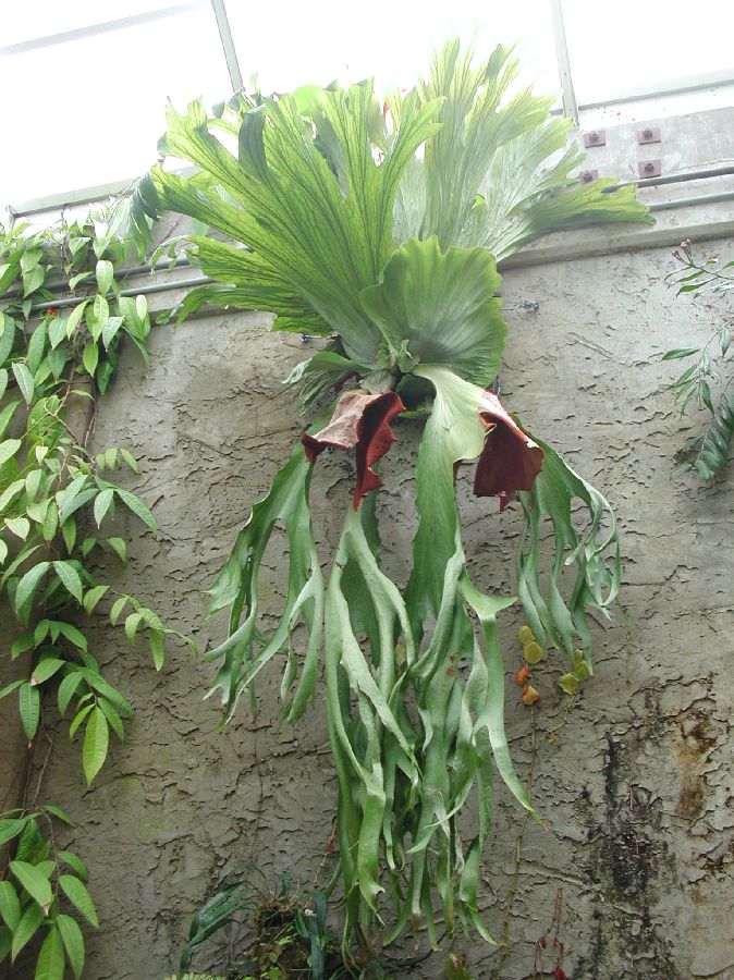 Polypodiaceae Platycerium superbum