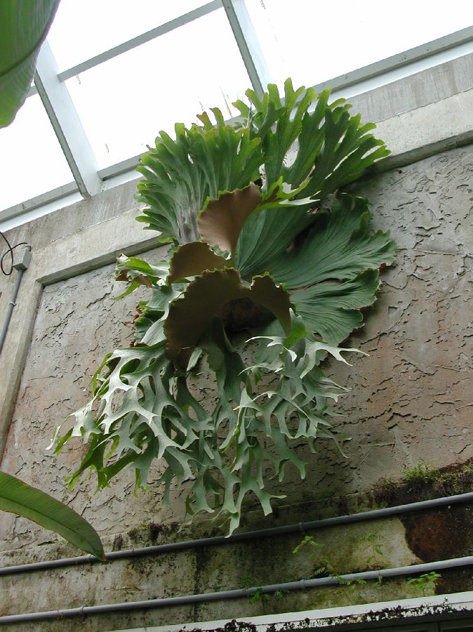Polypodiaceae Platycerium superbum