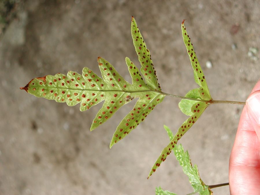 Tectariaceae Tectaria fimbriata
