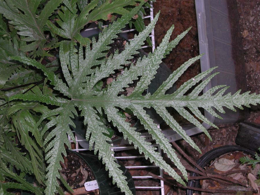 Tectariaceae Tectaria muelleri