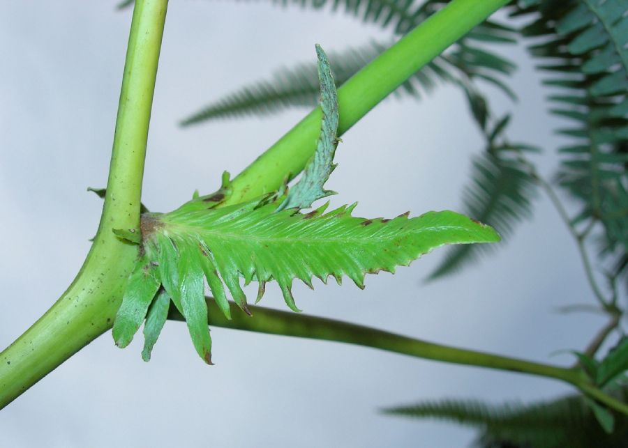 Gleicheniaceae Gleichenella pectinata