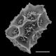 image of Asplenium leucothrix