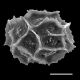 image of Asplenium pumilum