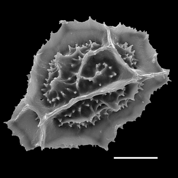 Aspleniaceae Asplenium pumilum