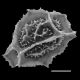 image of Asplenium pumilum