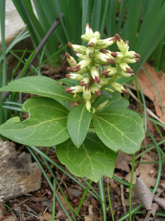 Buxaceae Pachysandra terminalis