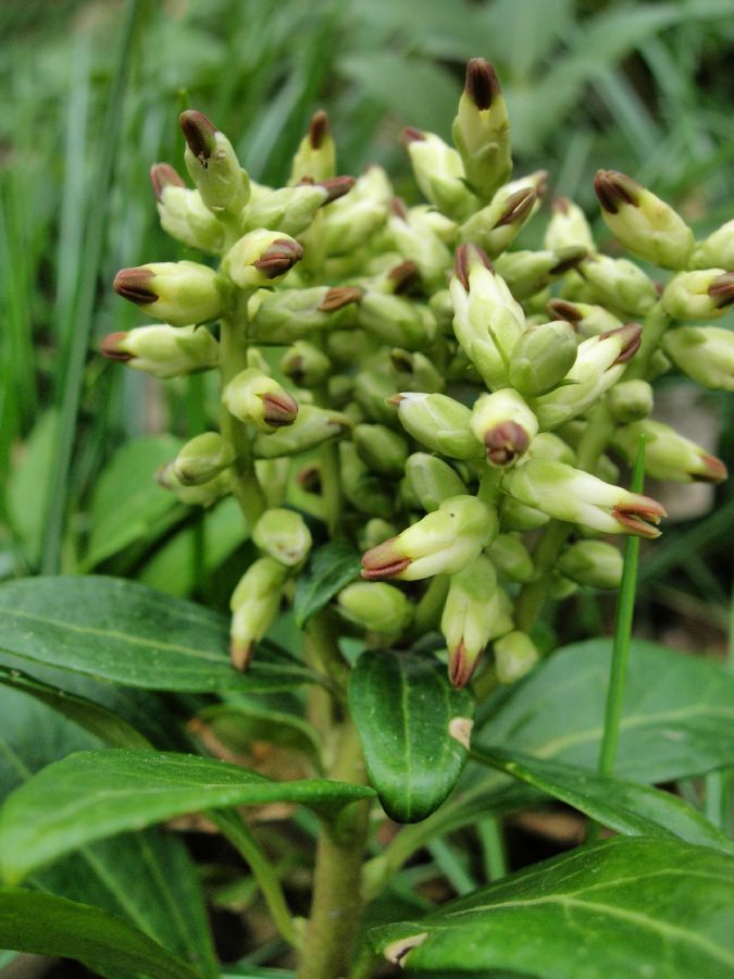 Buxaceae Pachysandra terminalis