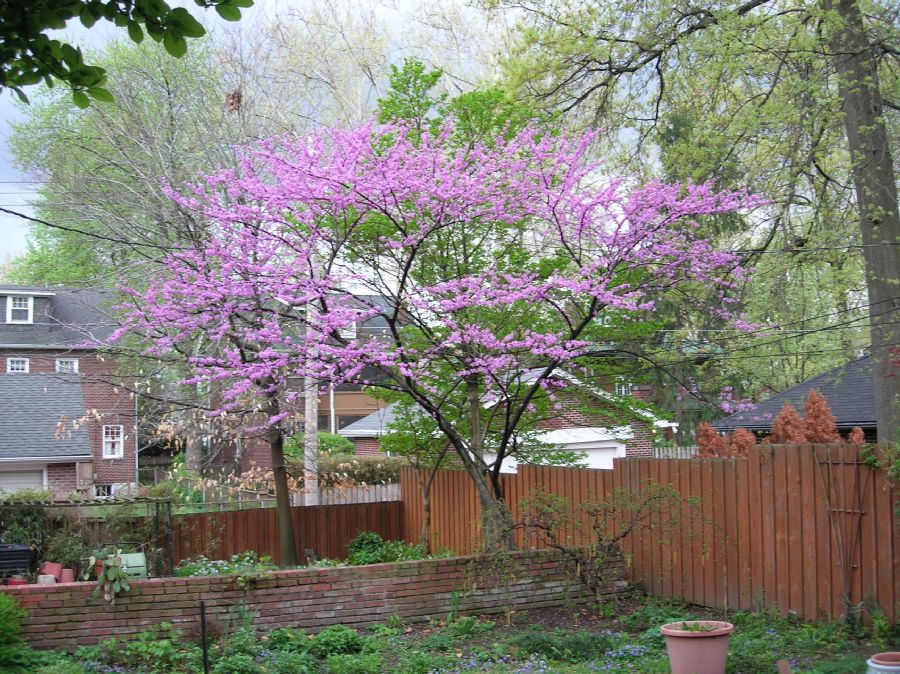 Fabaceae Cercis canadensis
