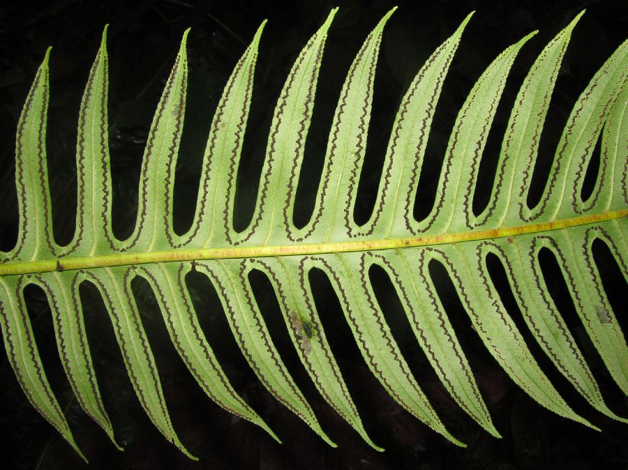 Cyatheaceae Cyathea horrida