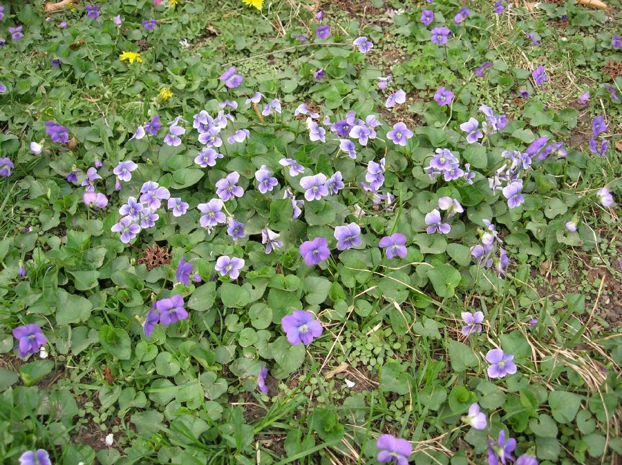 Violaceae Viola papilionacea
