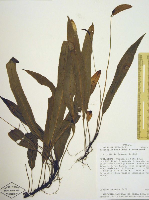 Dryopteridaceae Elaphoglossum alfredii