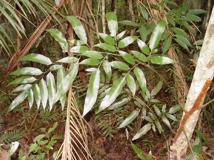 Dryopteridaceae Polybotrya espiritosantensis