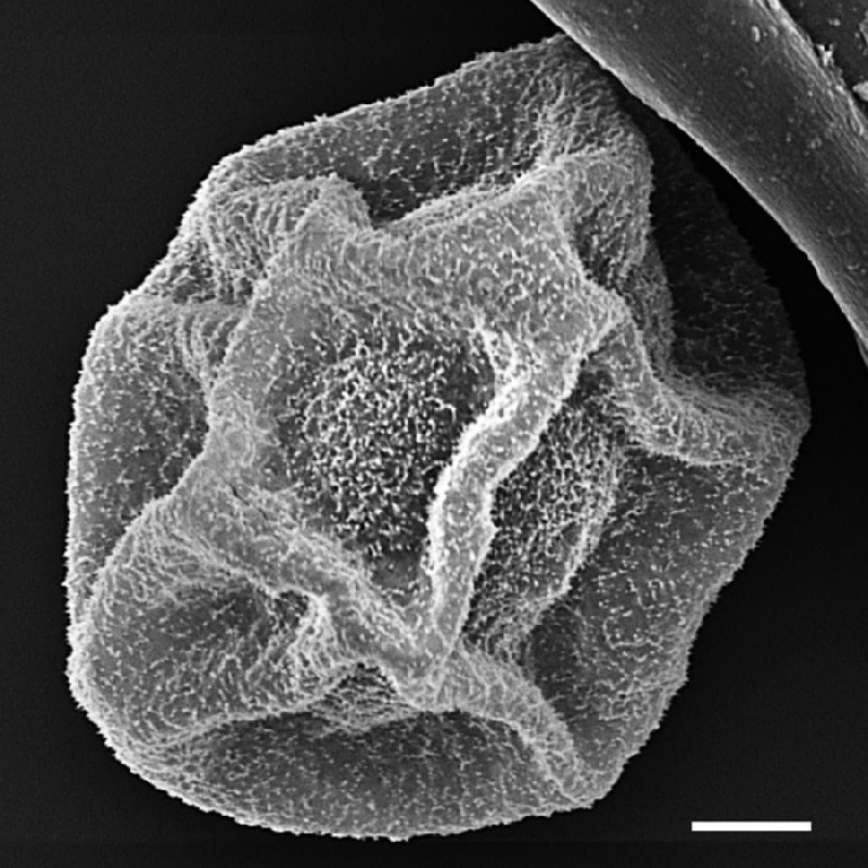 Dryopteridaceae Cyclodium heterodon