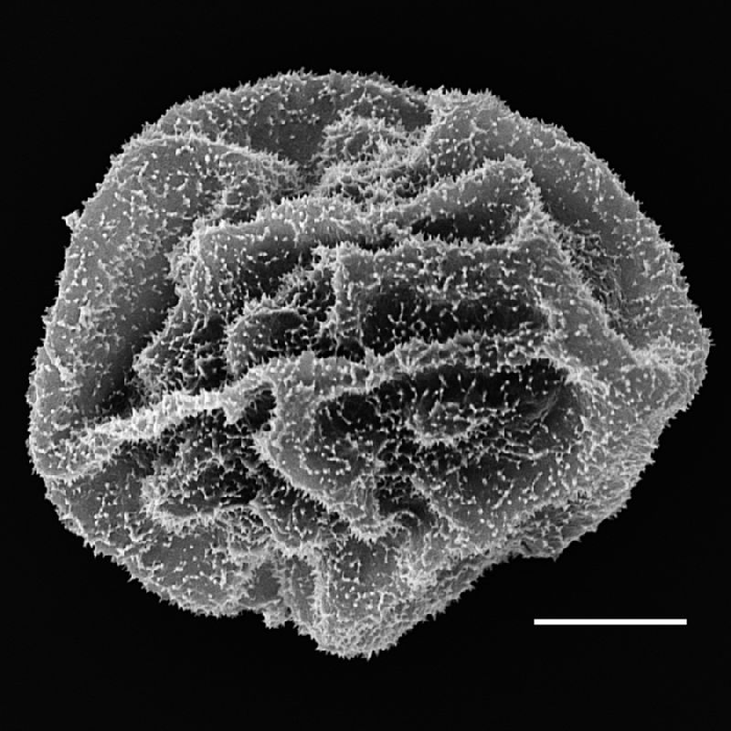 Dryopteridaceae Cyclodium inerme