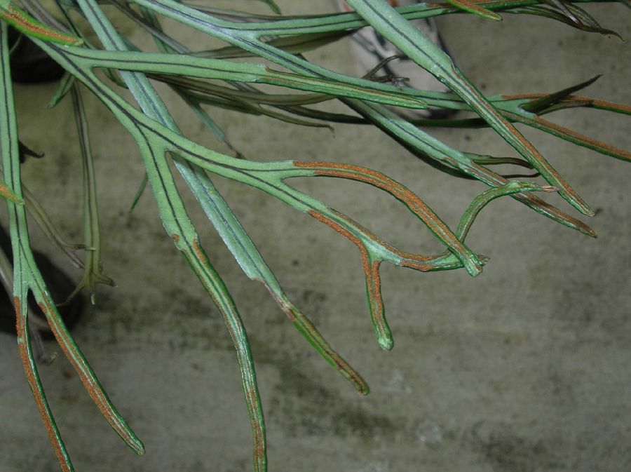 Polypodiaceae Pleopeltis subnuda