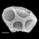 image of Elaphoglossum doanense