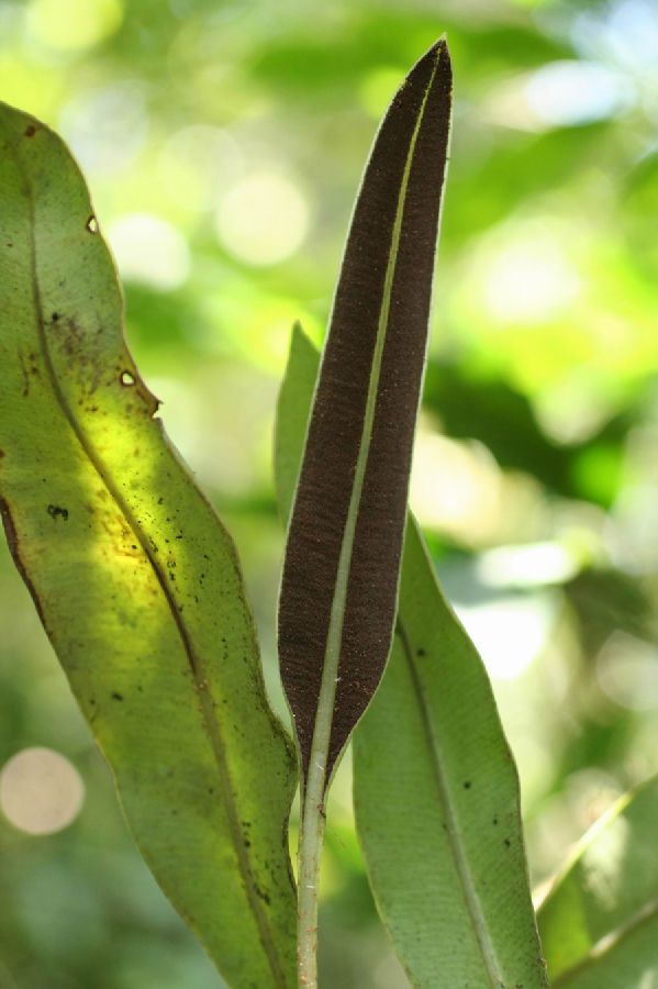 Dryopteridaceae Elaphoglossum callifolium