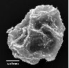 image of Elaphoglossum aemulum