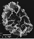 image of Elaphoglossum alatum