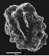 image of Elaphoglossum angulatum