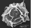 image of Elaphoglossum crassicaule