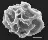 image of Elaphoglossum dimorphum