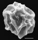 image of Elaphoglossum dimorphum