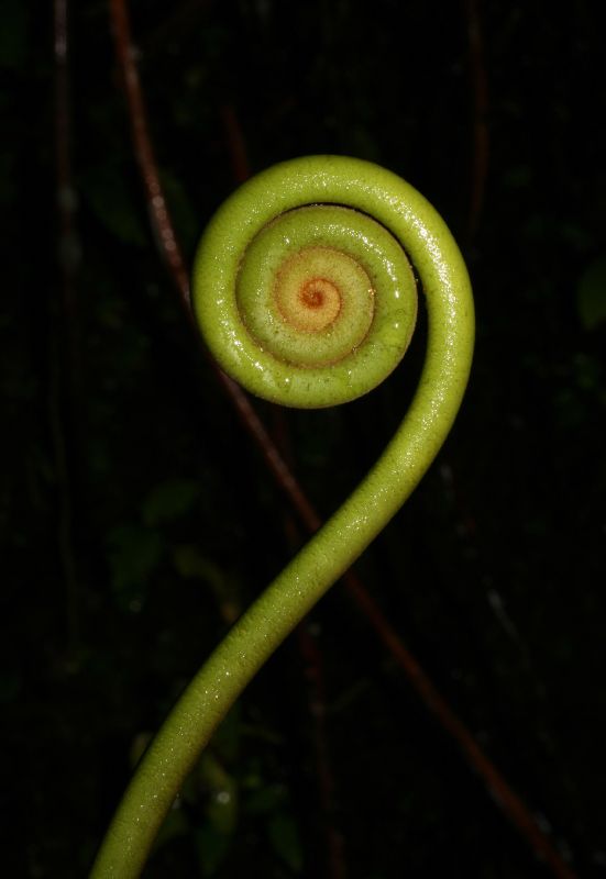 Gleicheniaceae Gleichenella pectinata