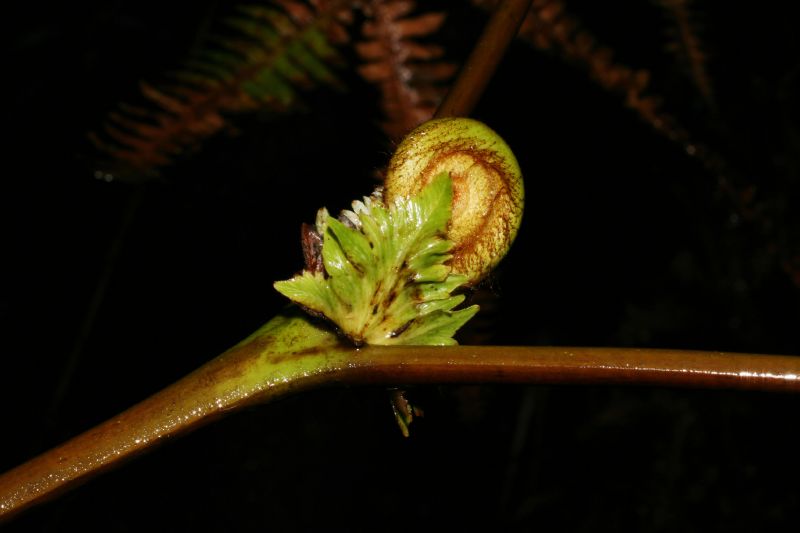 Gleicheniaceae Gleichenella pectinata