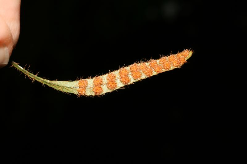 Polypodiaceae Microgramma tecta