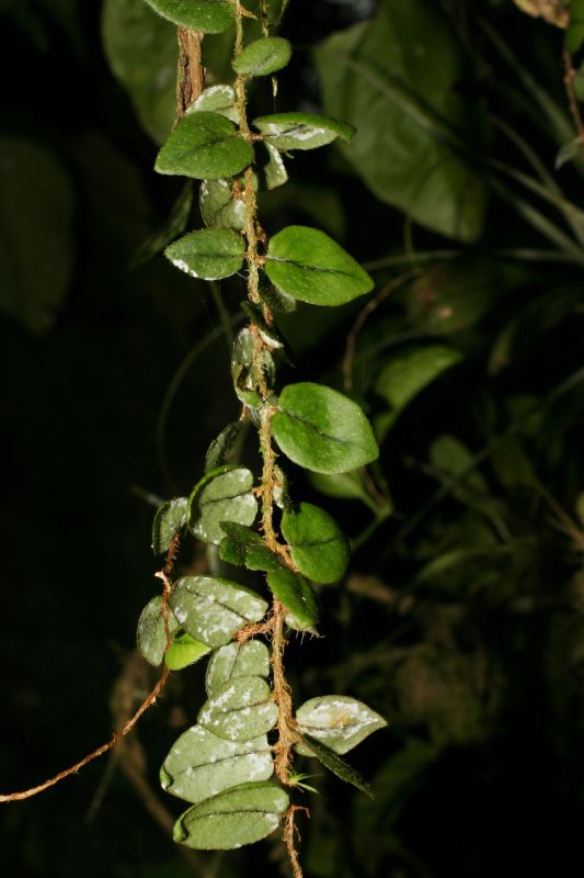 Polypodiaceae Microgramma tecta