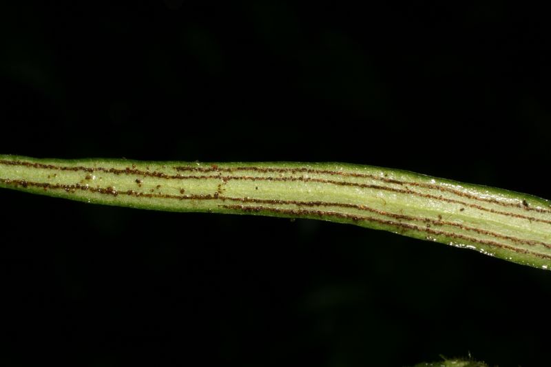 Pteridaceae Polytaenium lineare