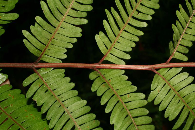 Pteridaceae Pteris quadriaurita