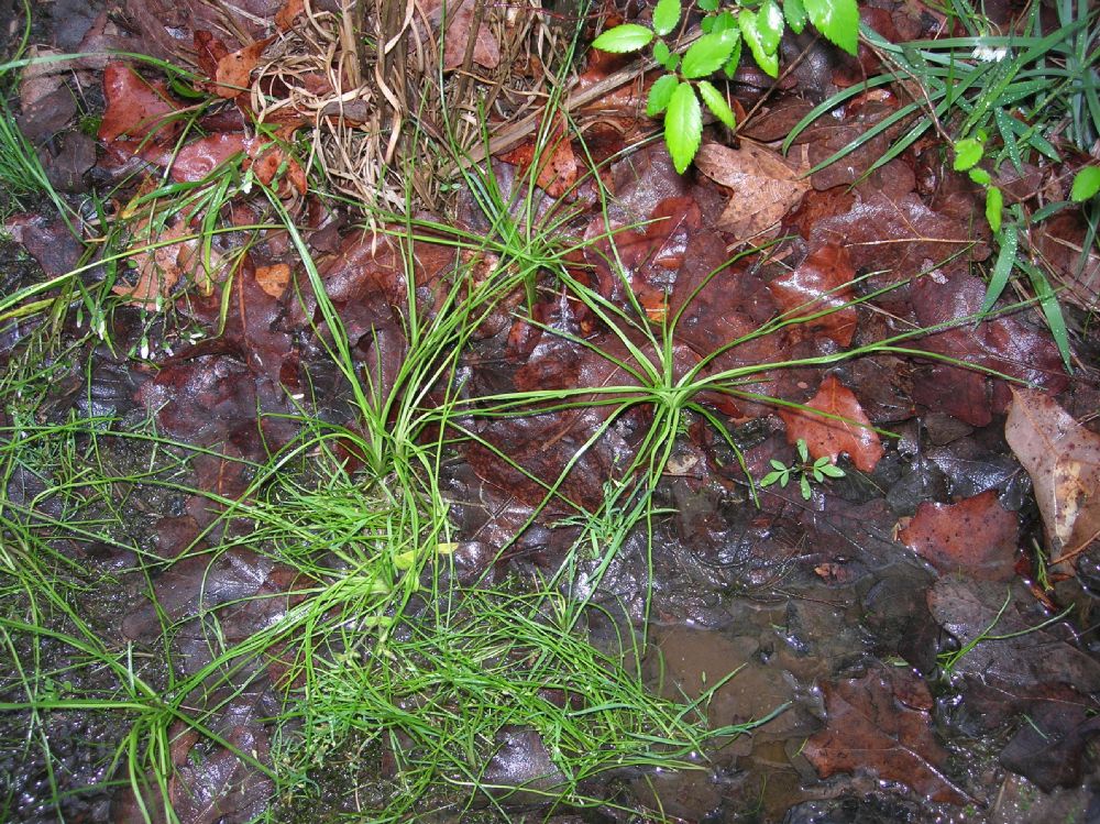 Isoetaceae Isoetes melanopoda
