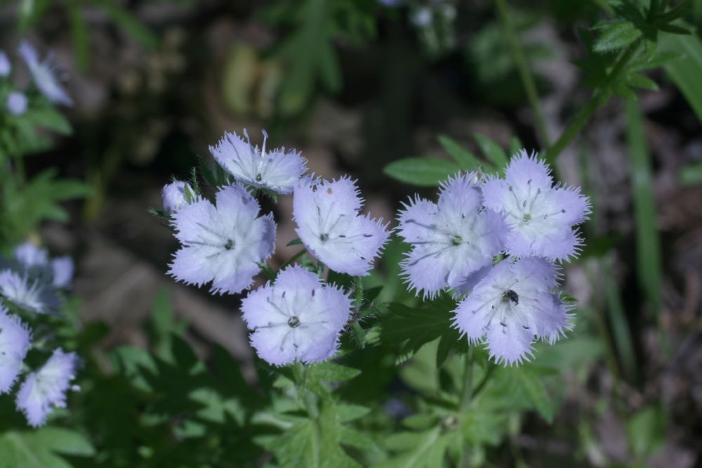 Hydrophyllaceae Phacelia purshii
