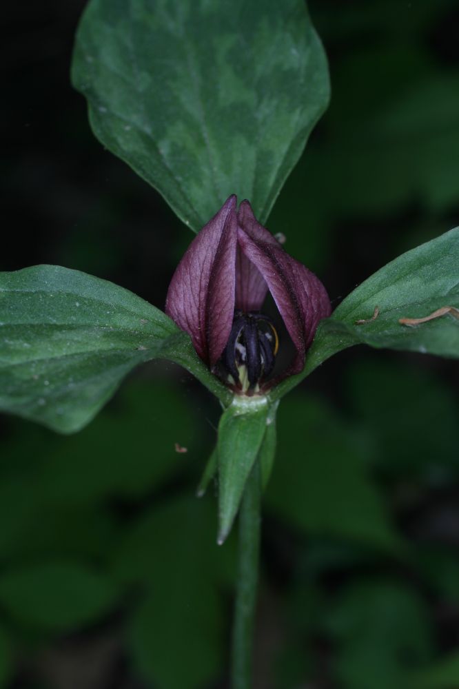 Melanthiaceae Trillium recurvatum