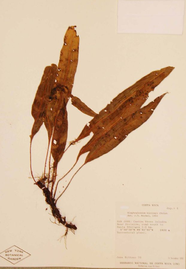 Dryopteridaceae Elaphoglossum biolleyi