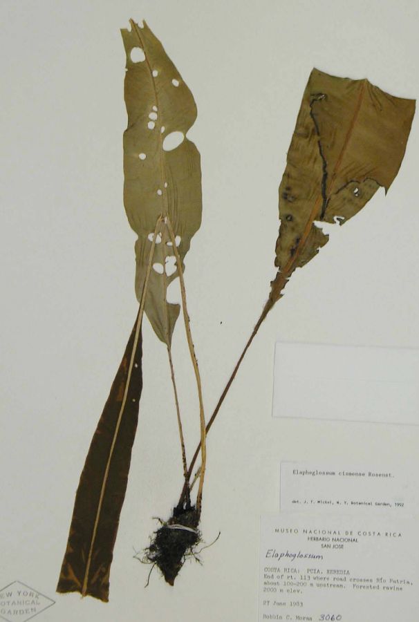 Dryopteridaceae Elaphoglossum cismense