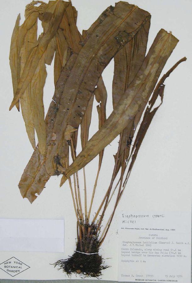 Dryopteridaceae Elaphoglossum croatii
