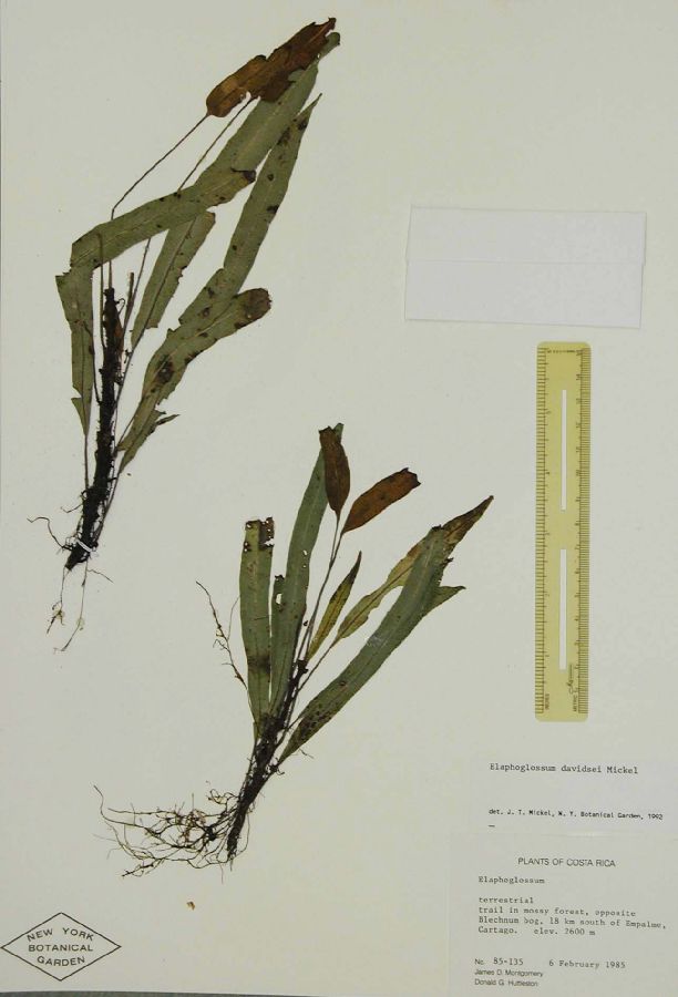 Dryopteridaceae Elaphoglossum davidsei