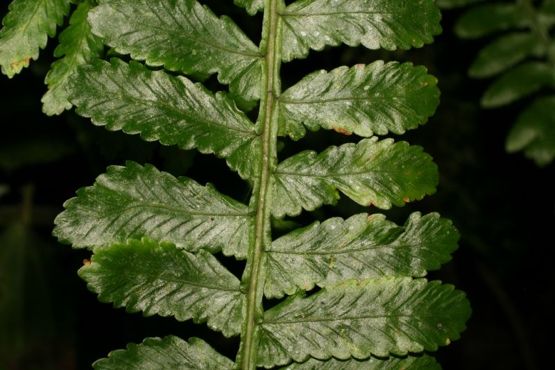 Aspleniaceae Asplenium pteropus