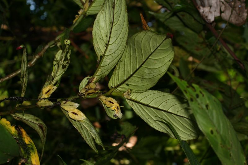 Gesneriaceae Columnea picta