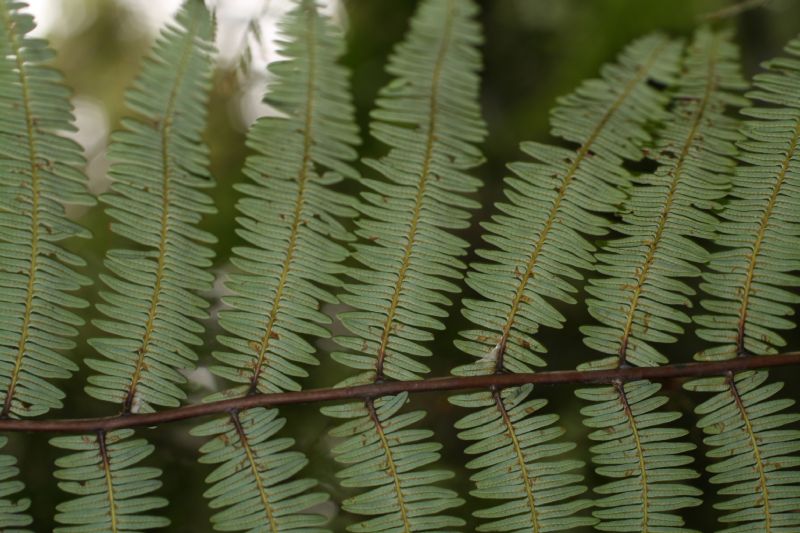 Gleicheniaceae Diplopterygium bancroftii