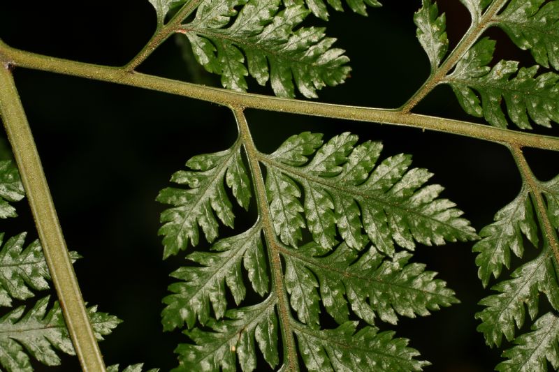 Dryopteridaceae Parapolystichum effusum
