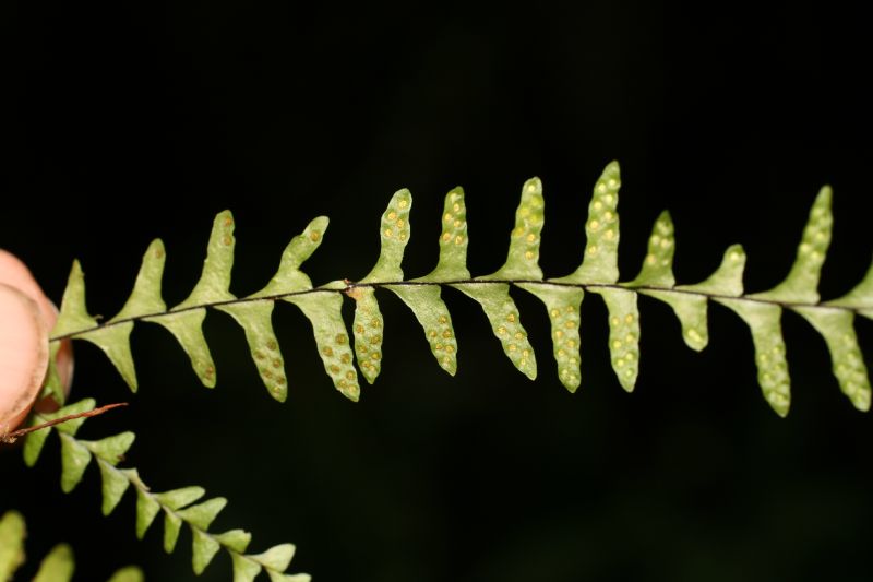 Grammitidaceae Lellingeria suspensa